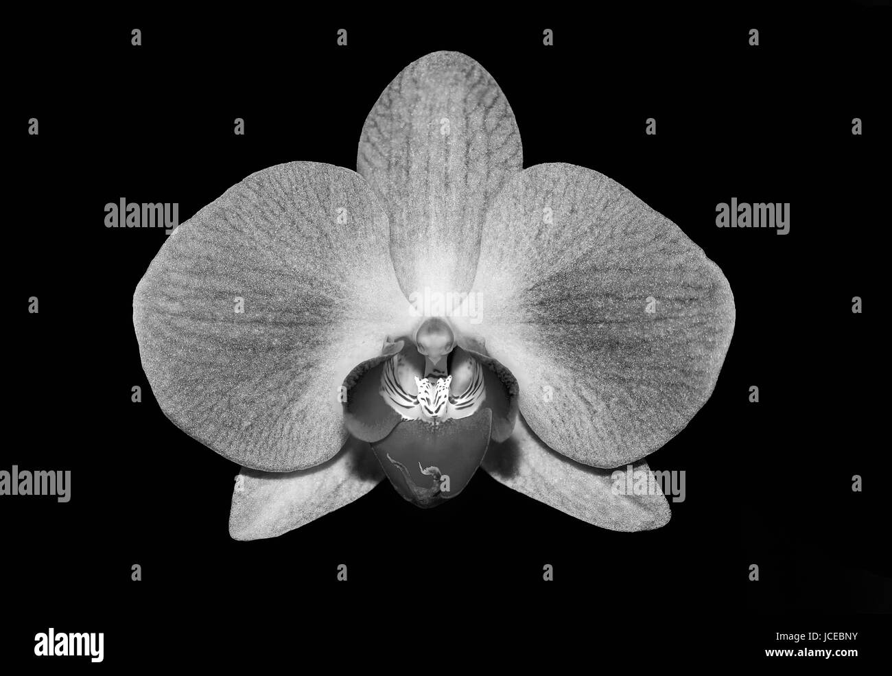 Phalaenopsis, orchidea, moth orchid - surrey, Regno Unito Foto Stock