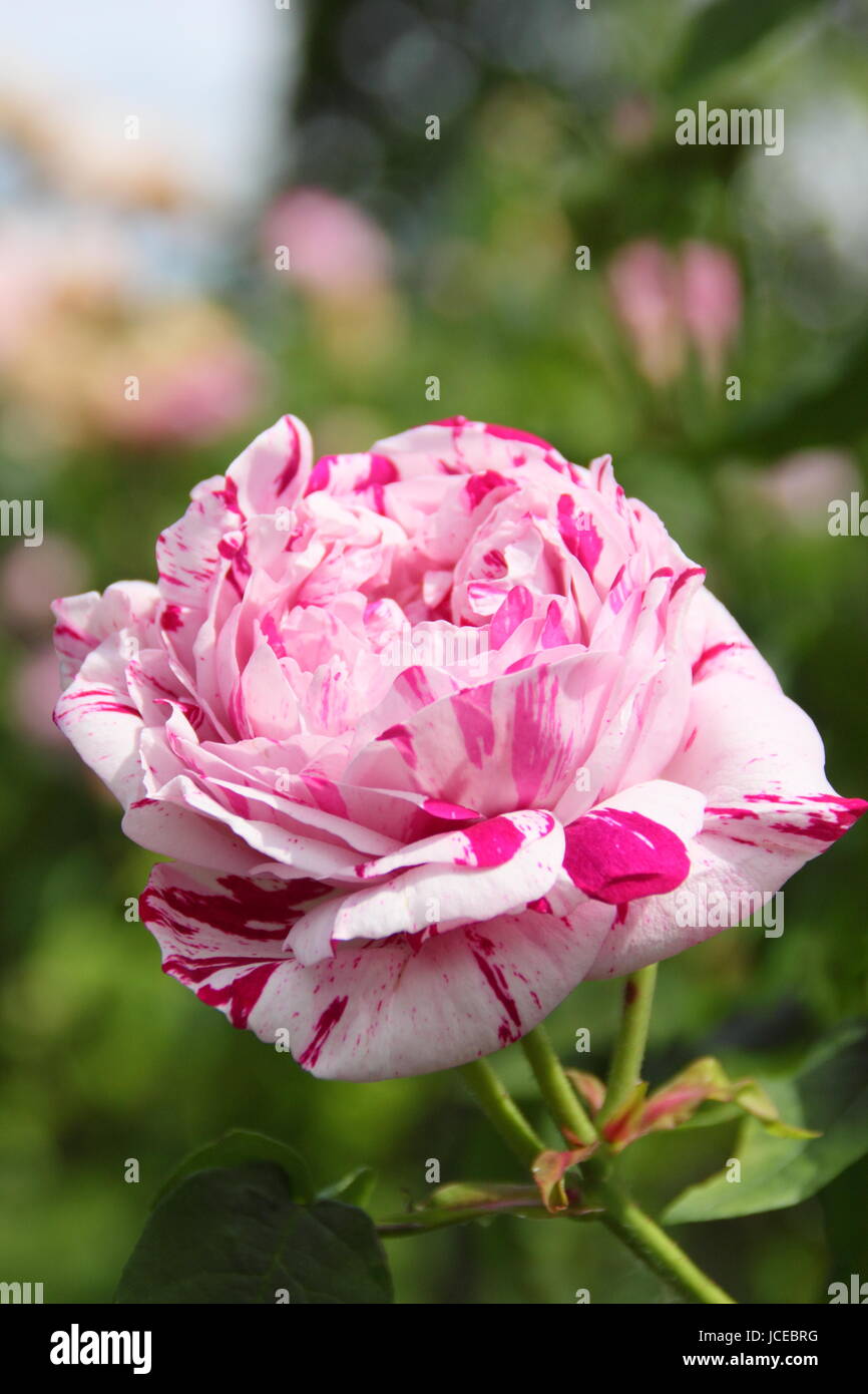Rosa "variegata di Bologna", una pianta ornamentale, fragrante, Bourbon rose in piena fioritura di arrampicata in un giardino inglese in giugno, Regno Unito Foto Stock