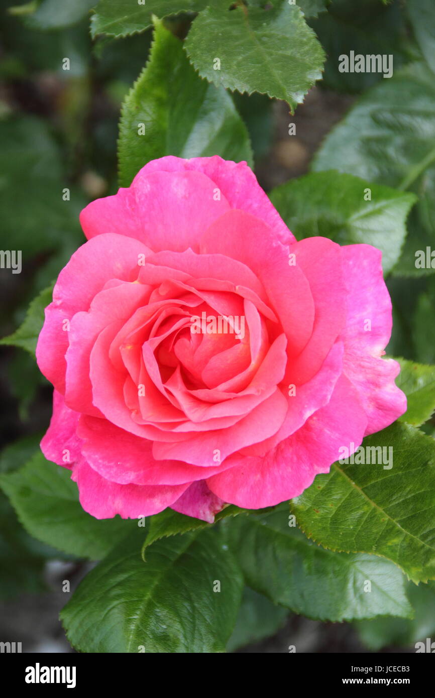 Rosa " Decorazione', una floribunda rosa inglese con un portamento cespuglioso in piena fioritura in un giardino inglese in giugno, Regno Unito Foto Stock