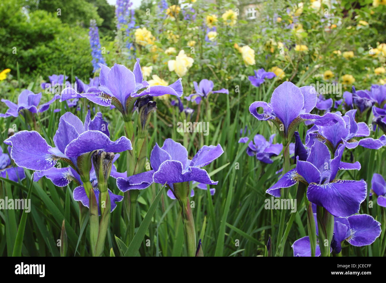 Iris Sibirica 'Silver Edge", un luminoso blu Iris siberiano in piena fioritura con rosa "Golden Celebration' al confine di un giardino inglese giugno, Regno Unito Foto Stock