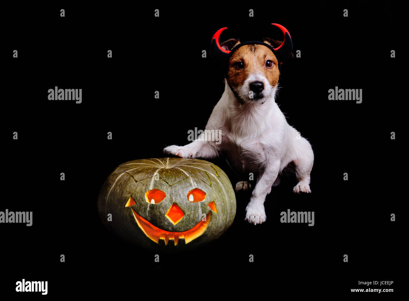 Carino il male di halloween con zucca alleggerire interno su sfondo nero Foto Stock
