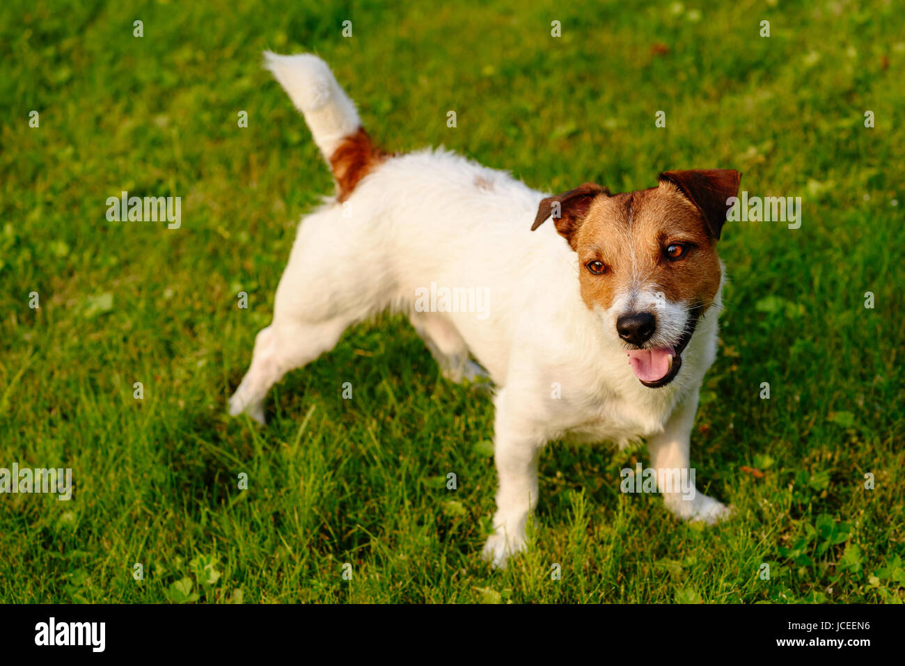 Contento e soddisfatto con il cane faccia giocoso espressione su erba verde sullo sfondo Foto Stock