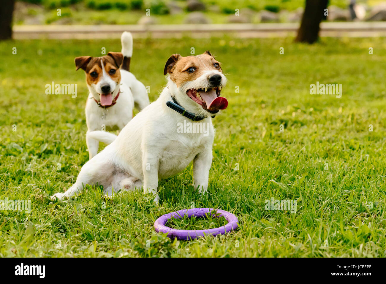 Due cani stanchi relax e riposo dopo gioco attivo Foto Stock