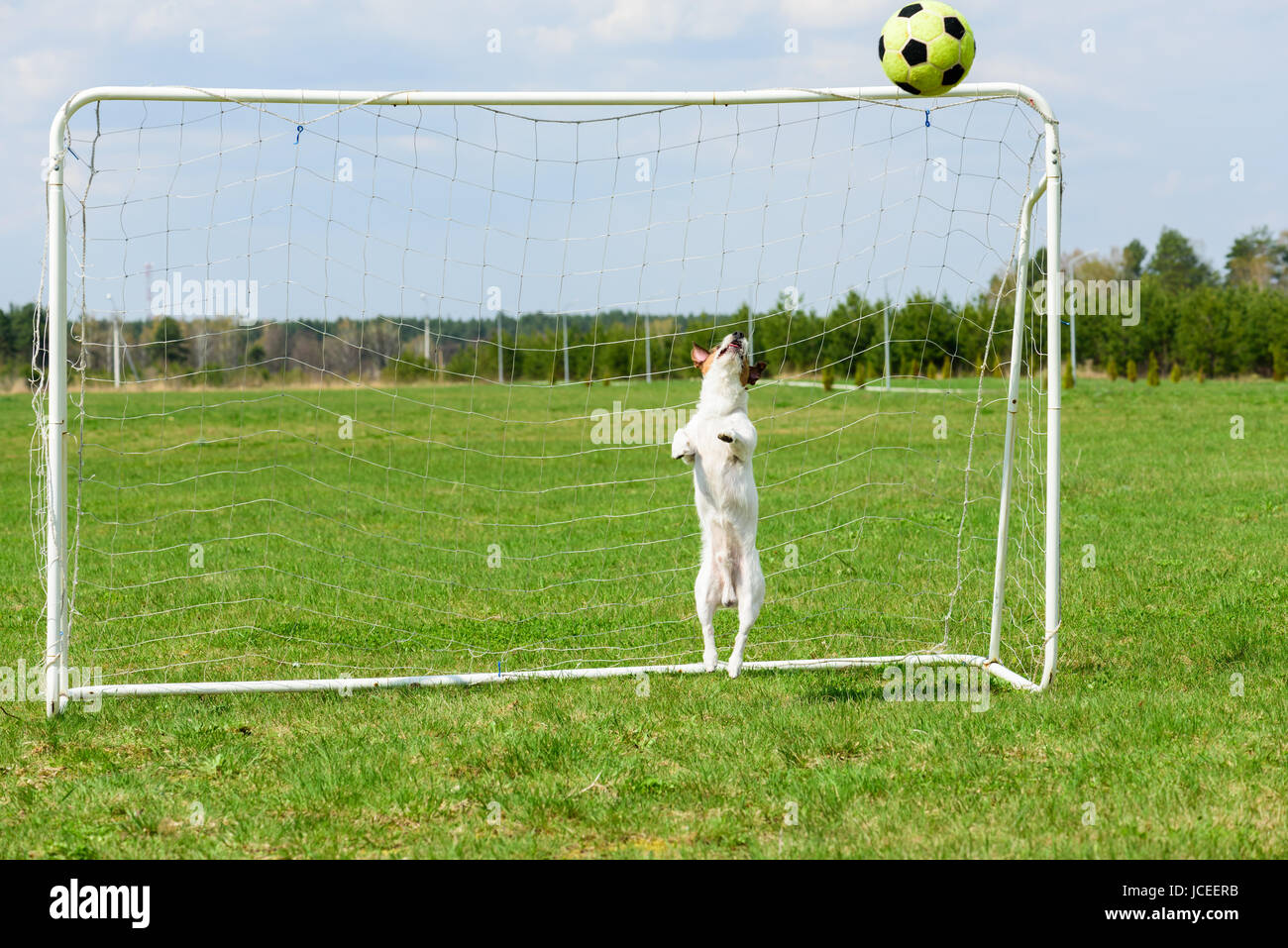 Cane a giocare a giochi cattura del gioco del calcio (calcio) sfera Foto Stock