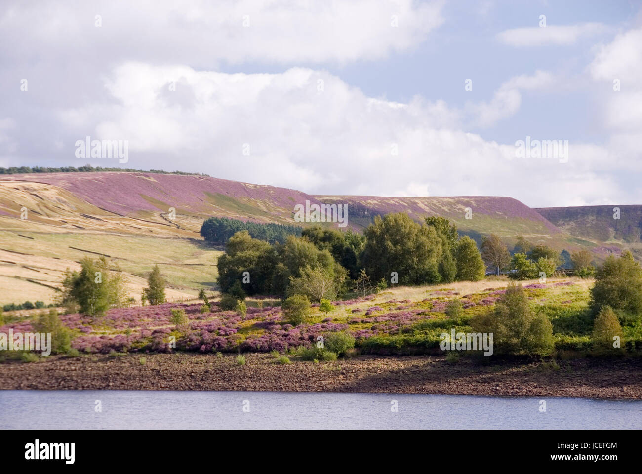 Di colore rosa e verde paesaggio di brughiera con alberi e heather in fiore, Agosto nel Holme Valley, West Yorkshire, Regno Unito Foto Stock