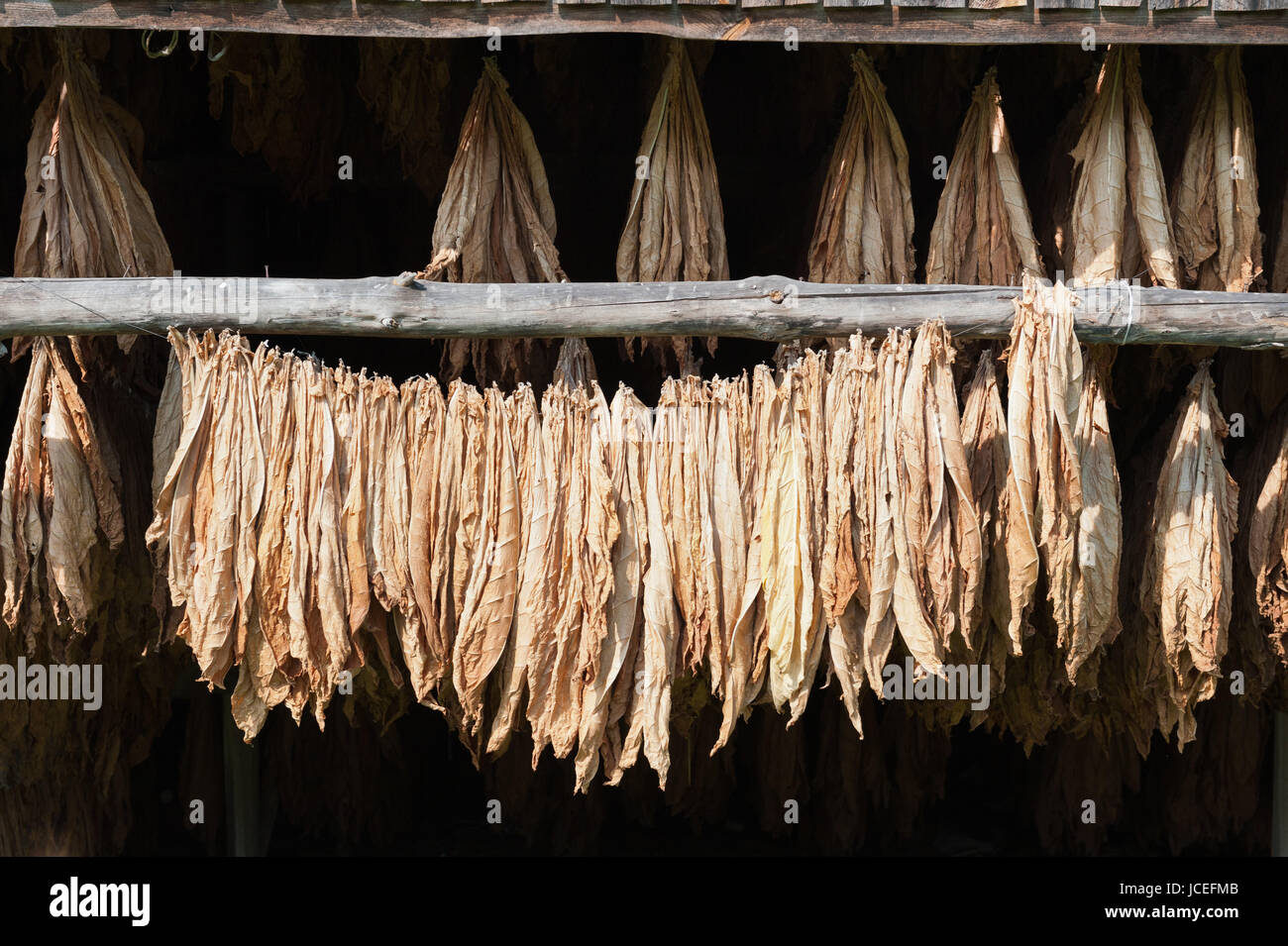 Foglie di tabacco essiccato in una riga Foto Stock