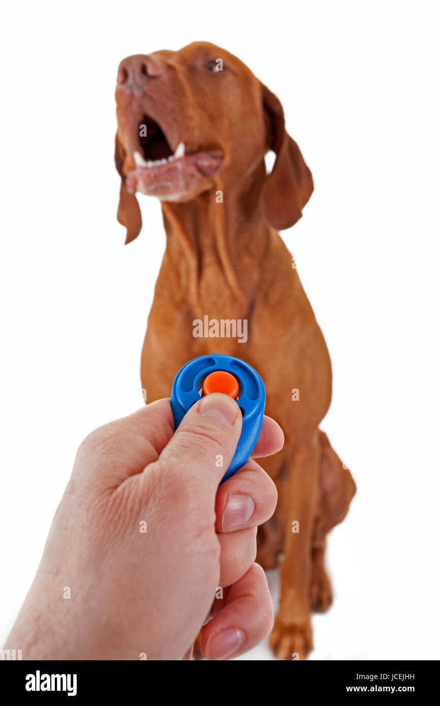Cane obbedienza formazione con clicker su sfondo bianco Foto Stock