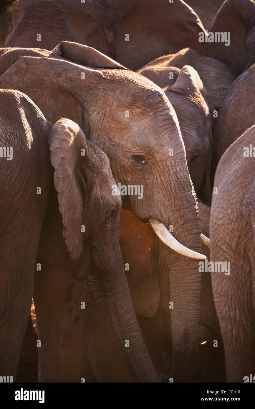 Un branco di elefanti in Addo Elephant National Park, Sud Africa. Fotografato nel tardo pomeriggio la luce del sole. Foto Stock