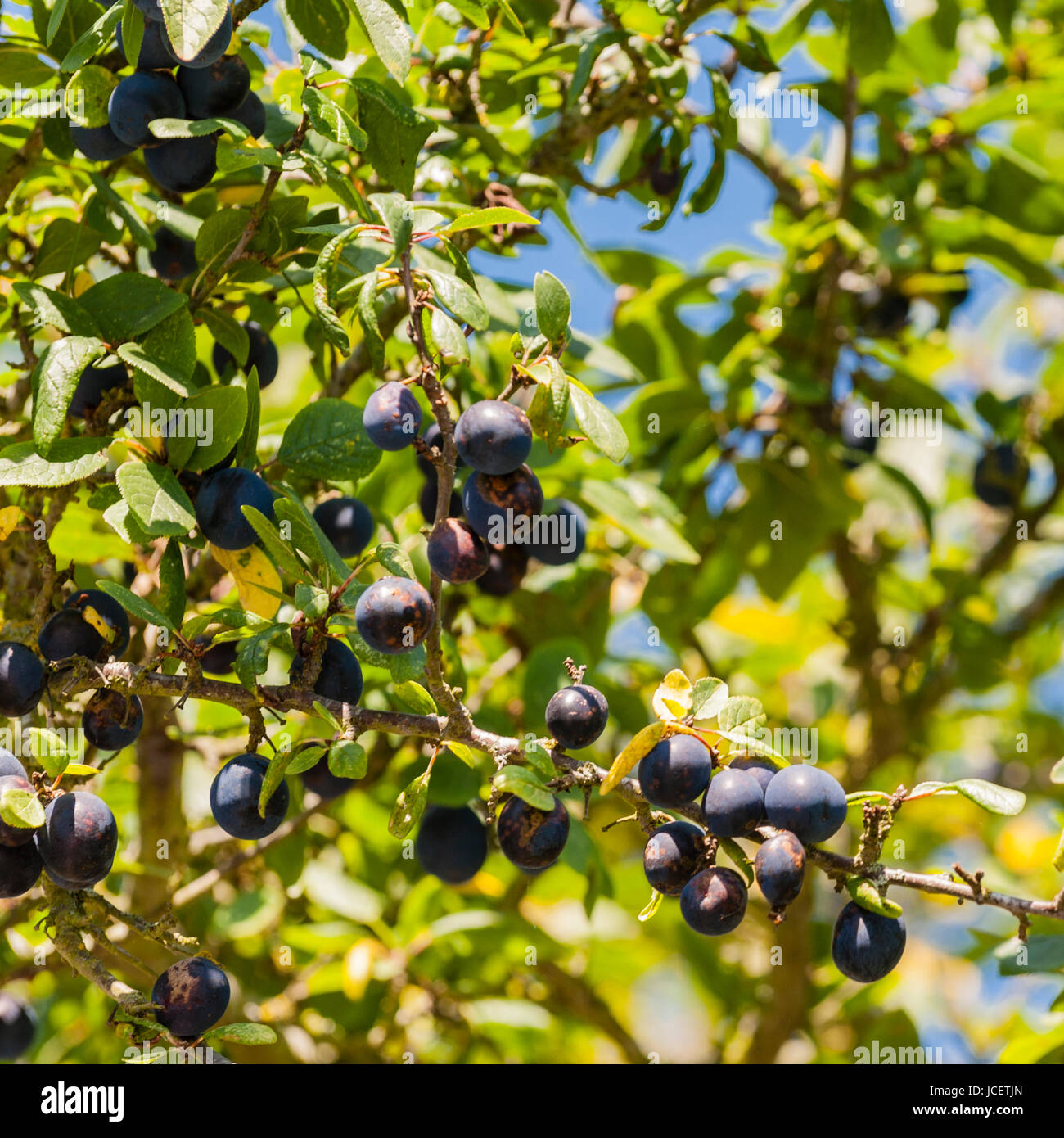 Mature Damson prugne su un albero nel Regno Unito Foto Stock