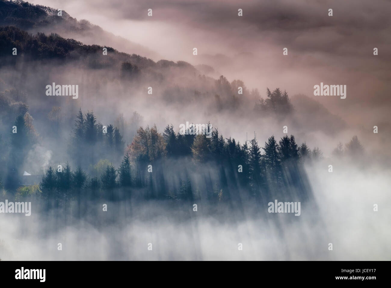 La nebbia e la nebbia circondano la foresta di Gwydir all'alba, Capel Curig, Snowdonia National Park, North Wales, Regno Unito Foto Stock
