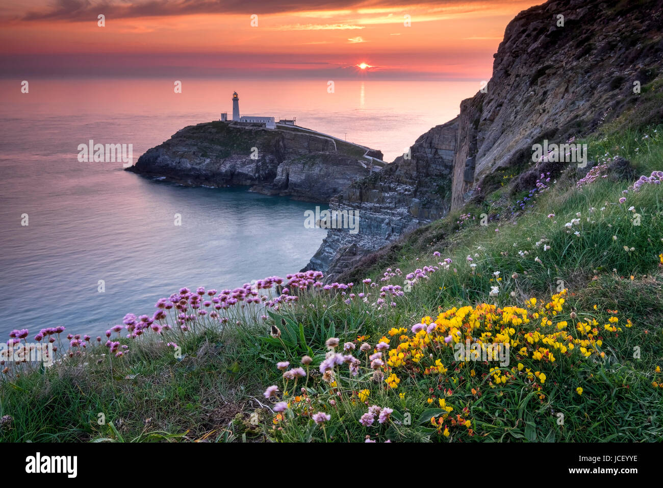 Sud pila Faro e fiori selvatici costiero al tramonto, Anglesey, Galles del Nord, Regno Unito Foto Stock