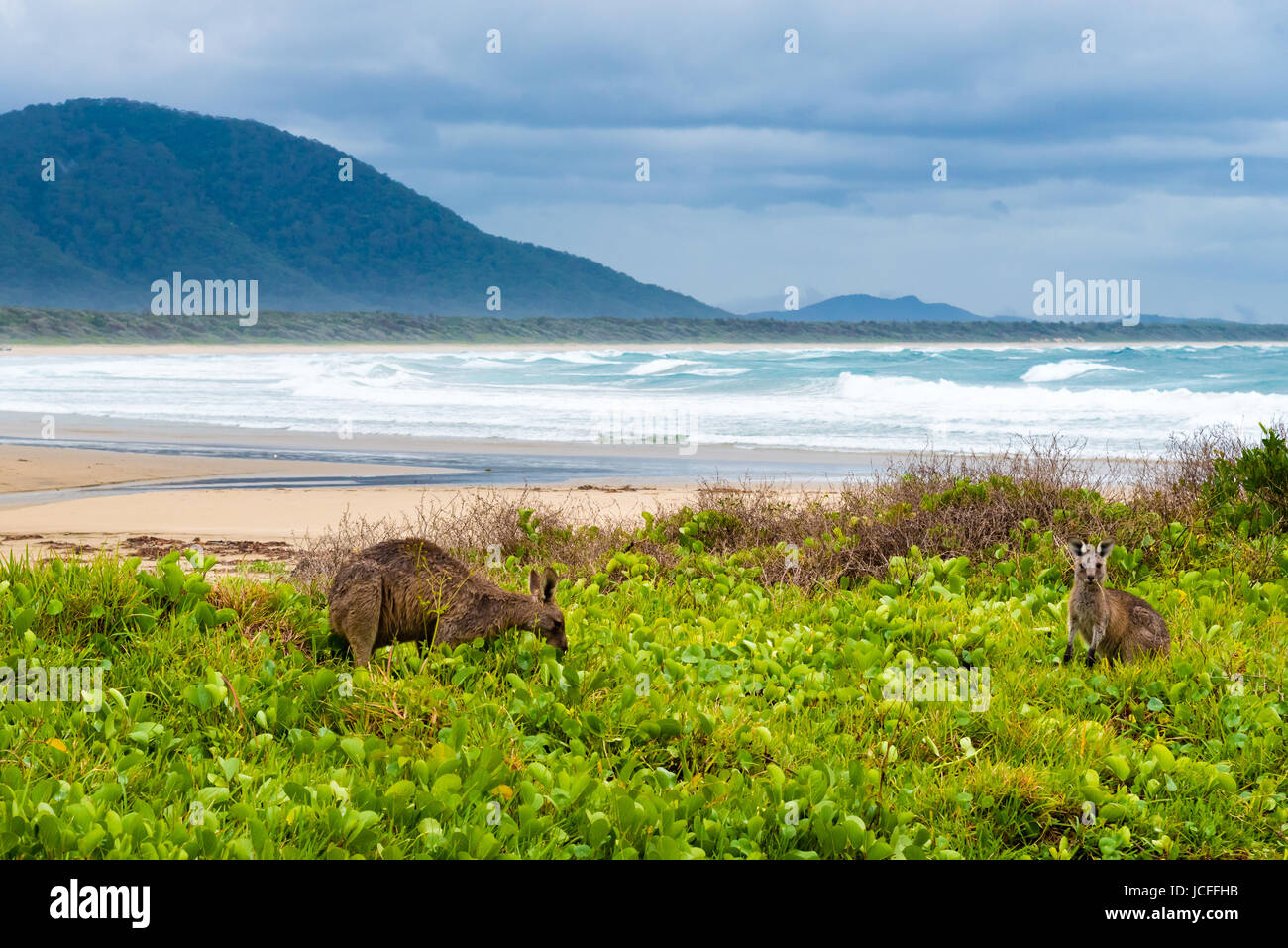 Gruppo di canguri pascolo a Diamond Head Beach, NSW, Australia Foto Stock