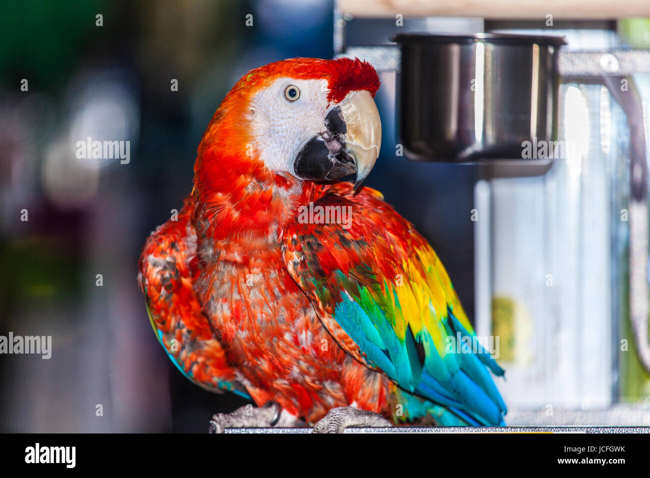 Macaw Foto Stock