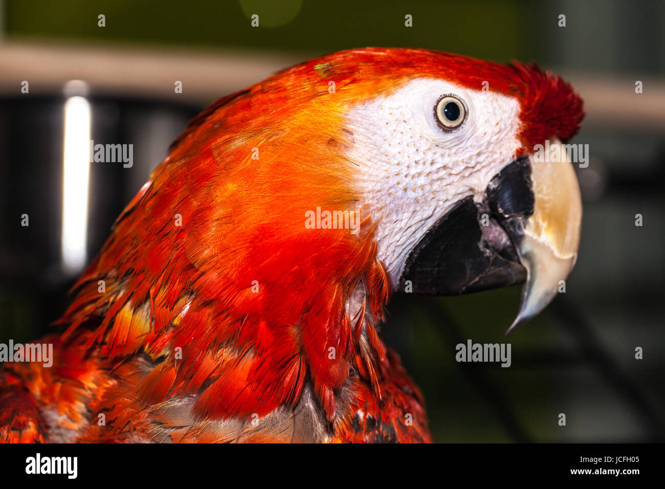 Macaw Foto Stock