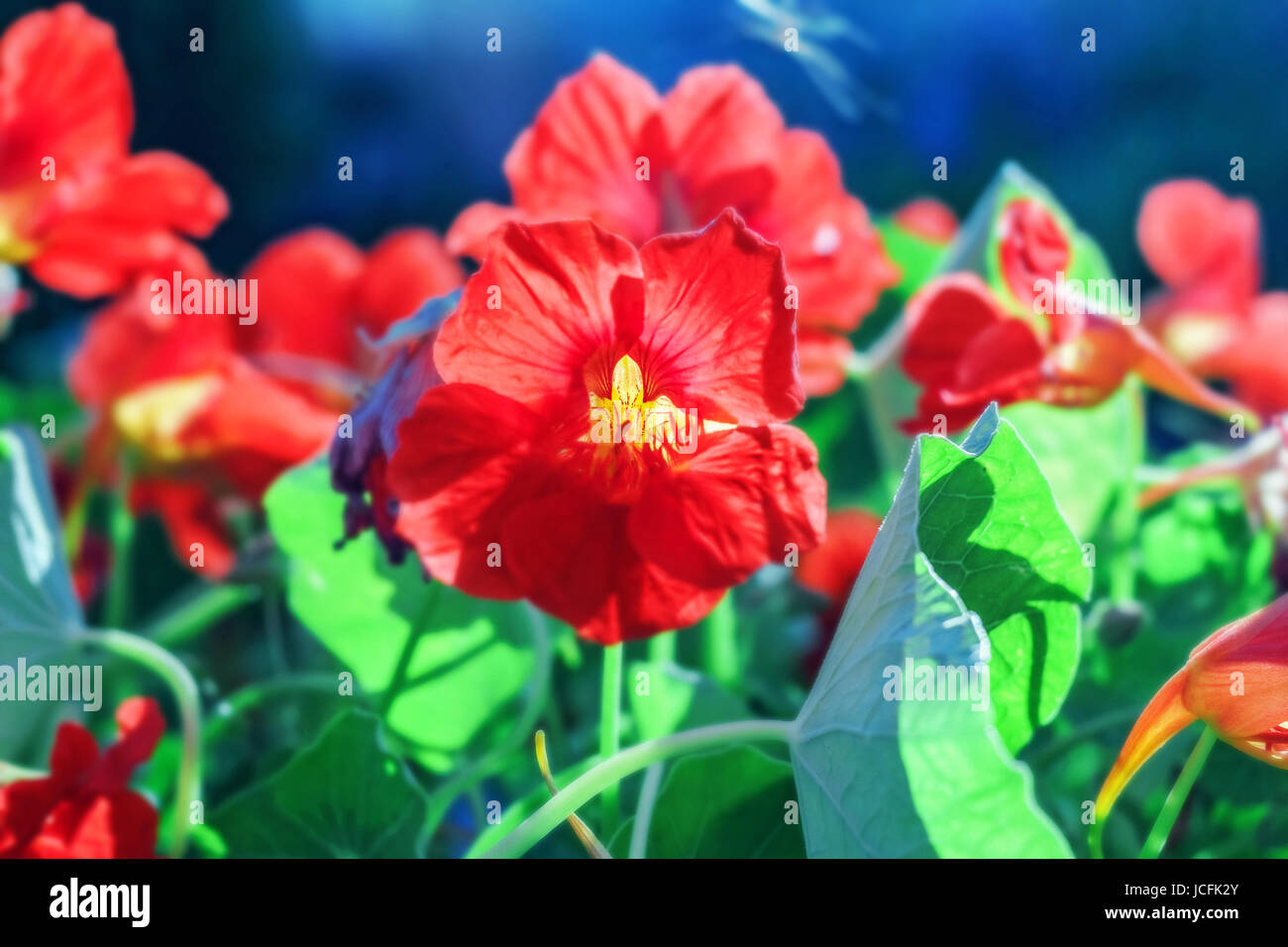 Bellezza fiore rosso nasturtium al giorno d'estate e di sole Foto Stock