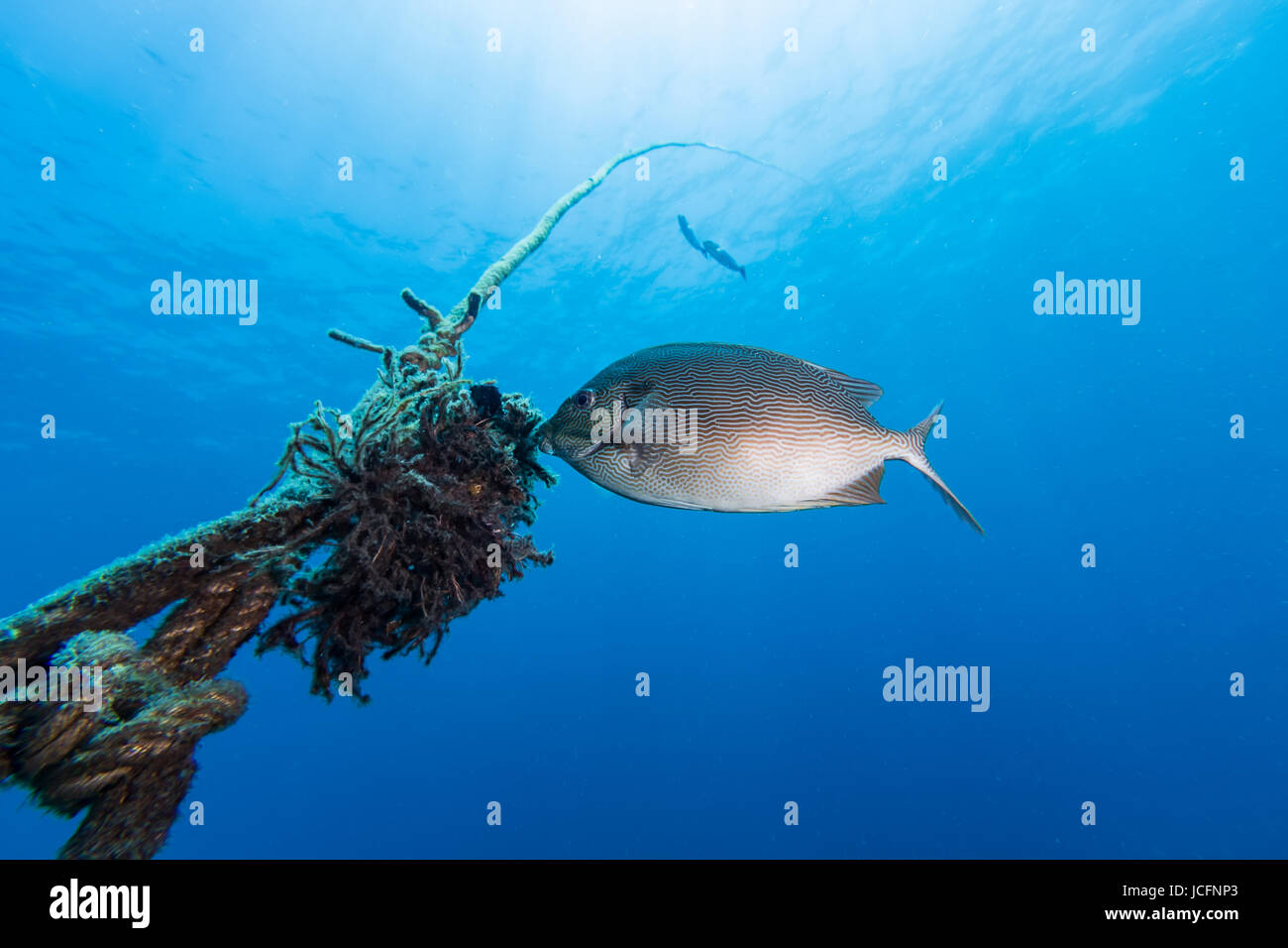 Java rabbitfish (Siganus javus) pesci mangiare alghe Foto Stock