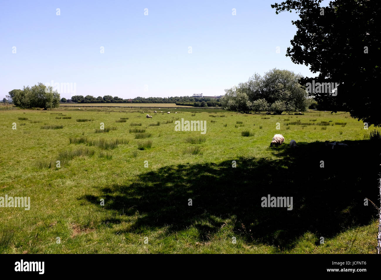 Pascoli di kentish area di wingham village regno unito giugno 2017 Foto Stock