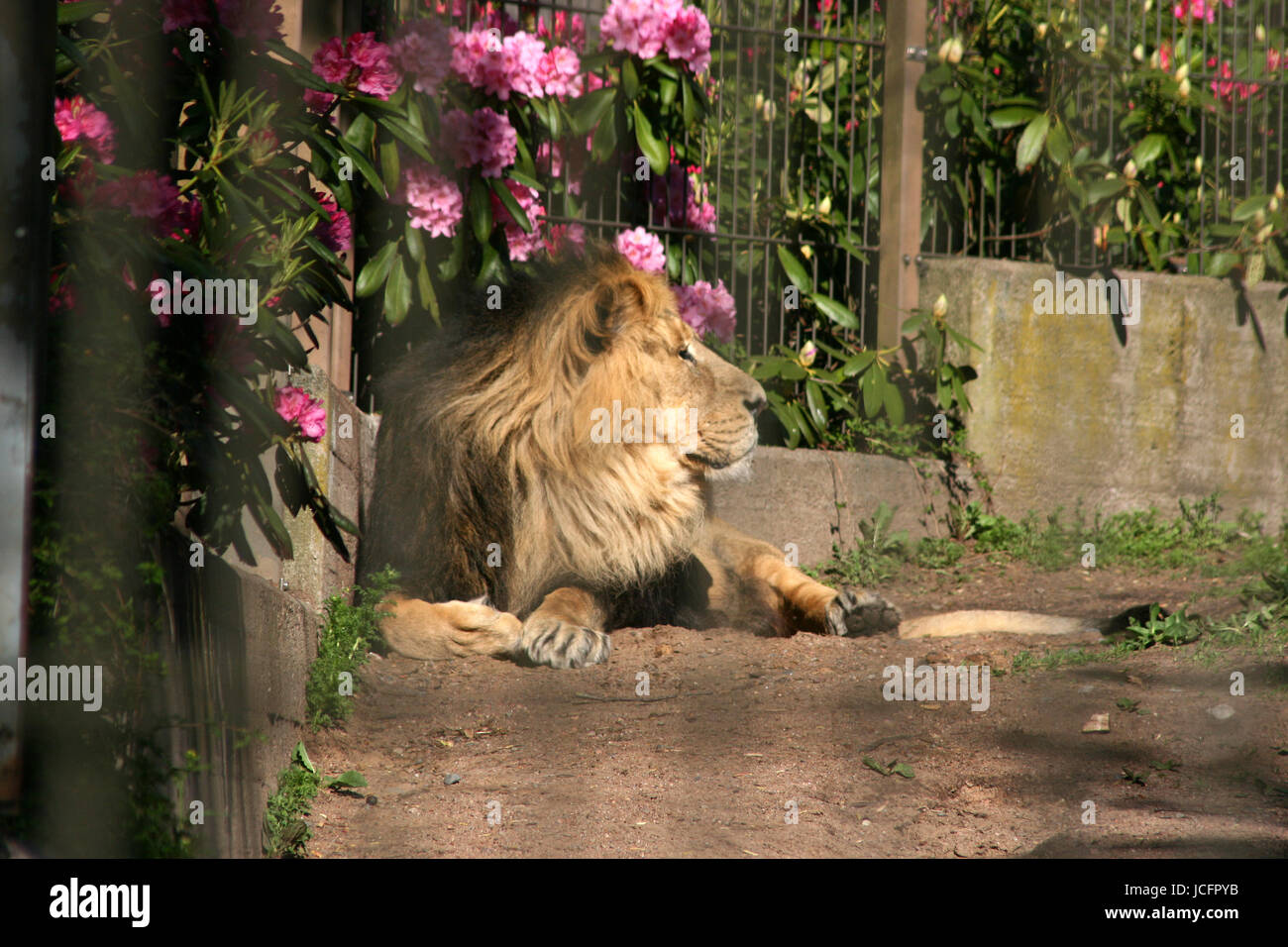 Grande gatti - i Lions in un zoo - catturato Foto Stock
