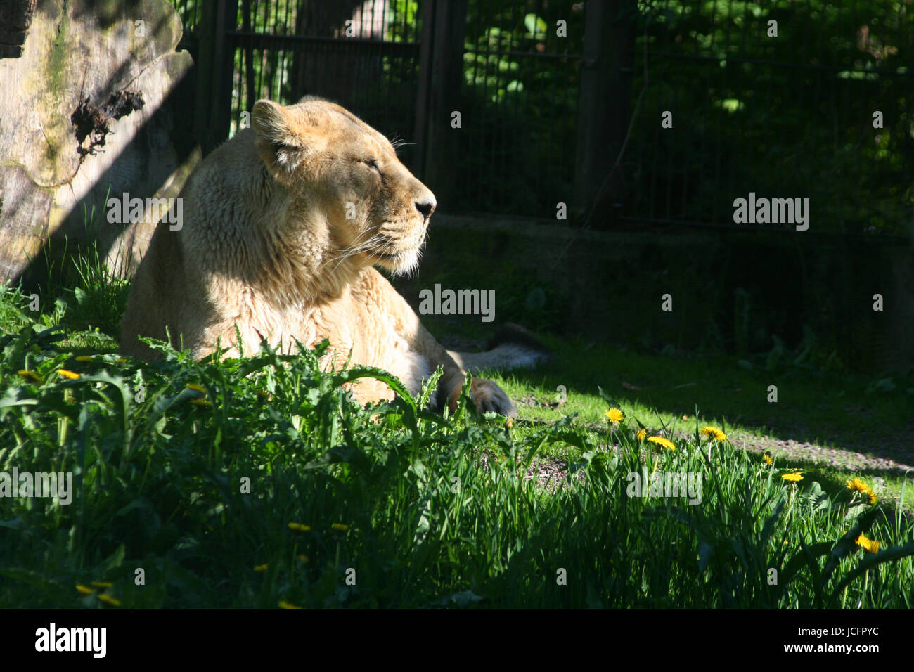 Grande gatti - i Lions in un zoo - catturato Foto Stock