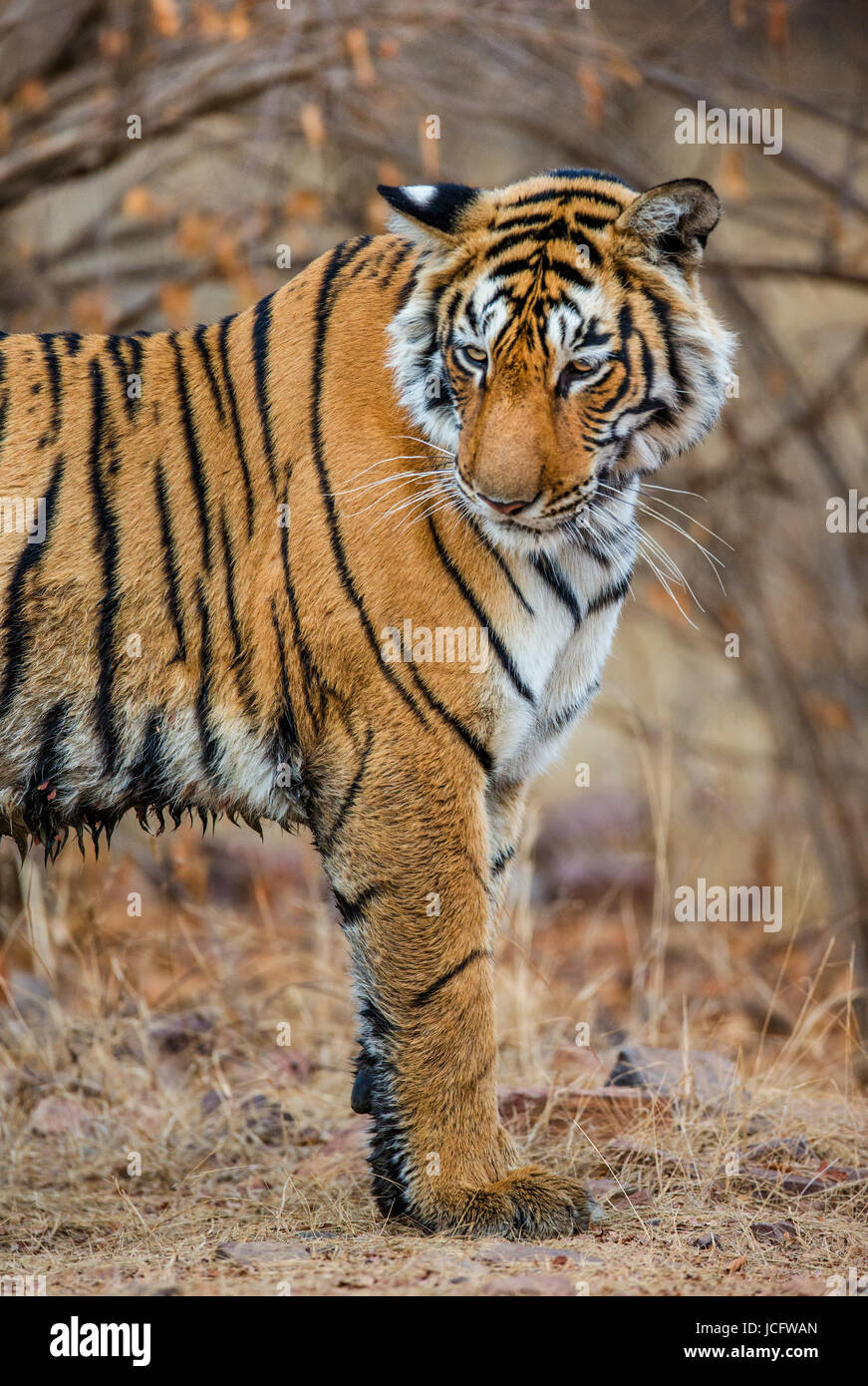 Tigre del Bengala nel parco nazionale di Ranthambore. India. Foto Stock