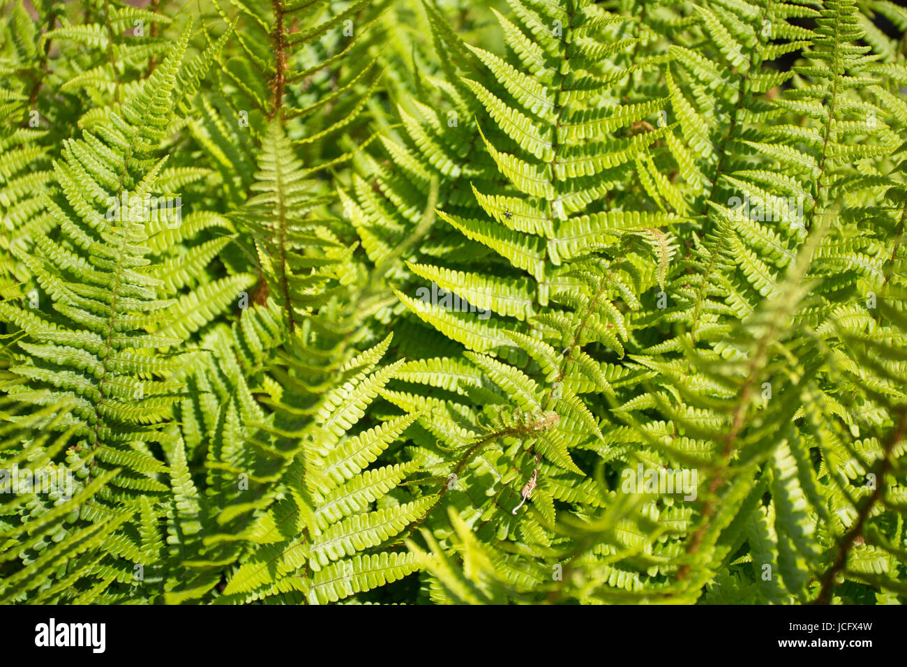 Dettaglio della foglia verde background e texture in Brittany, Francia. Foto Stock