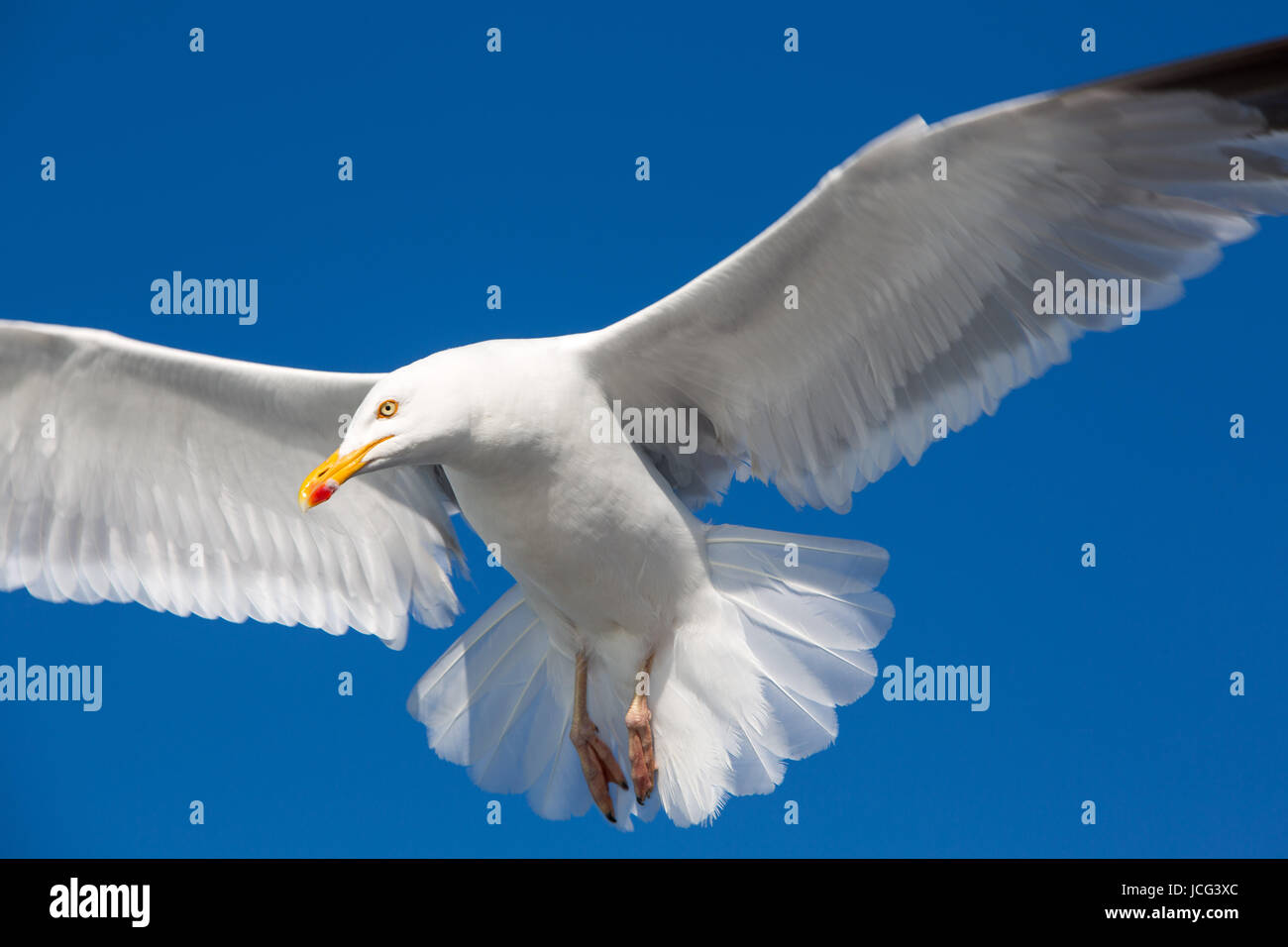 Flying grande nero-backed Gull (Larus marinus) con un cielo blu chiaro in background in Bretagna, Francia Foto Stock