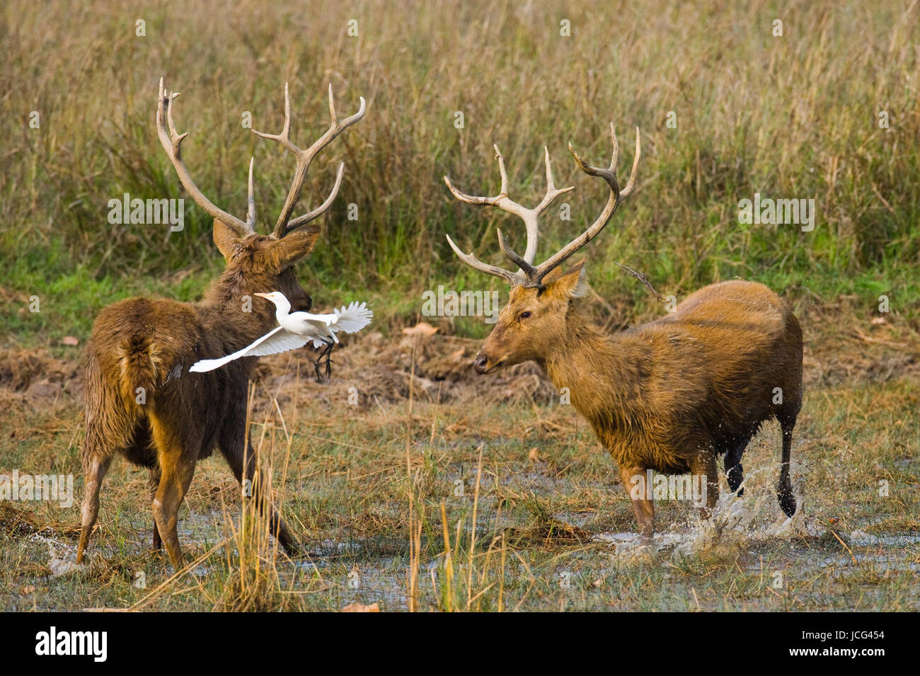 Due cervi che combattono l'un l'altro nella stagione degli accoppiamenti in natura. India. Parco nazionale. Foto Stock