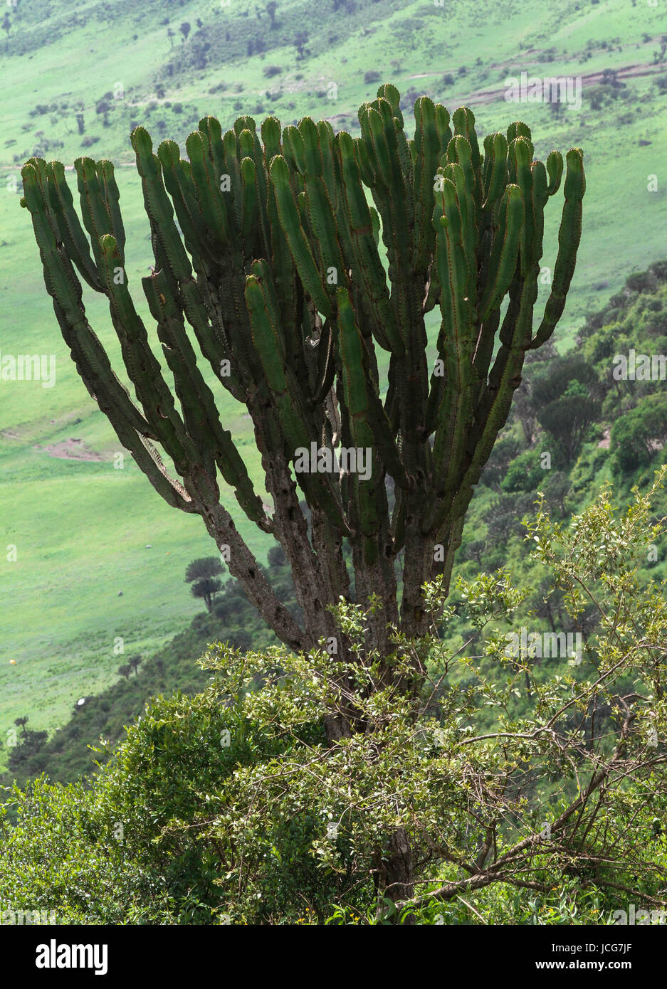 candelabro Foto Stock