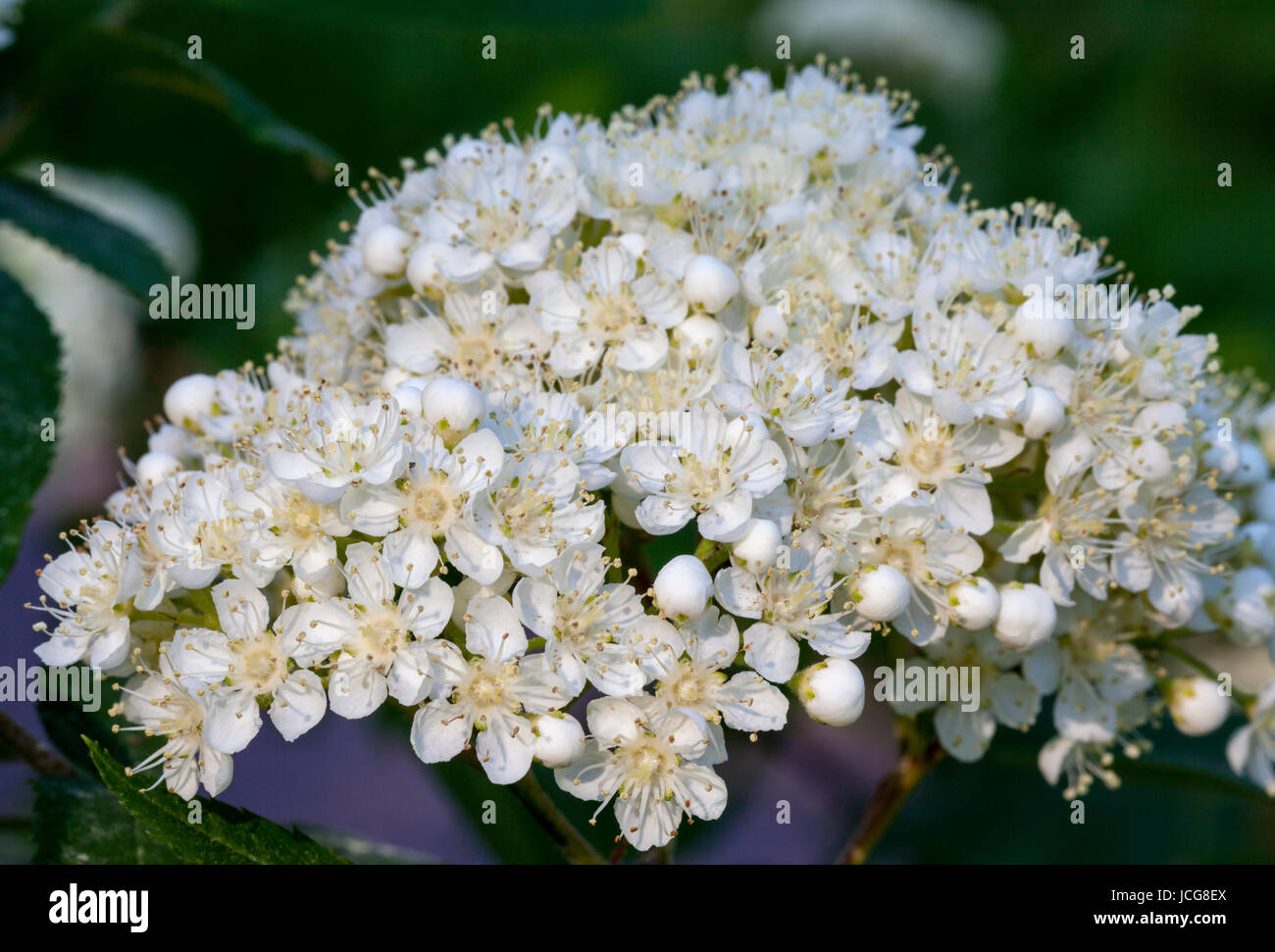 Rowan (Sorbus aucuparia) fioritura Foto Stock