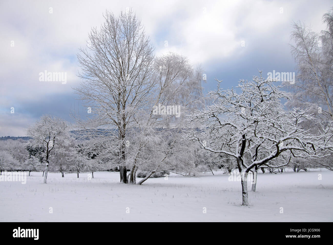 Verschneite Bäume bei Engenhahn im Taunus, Assia, Deutschland Foto Stock