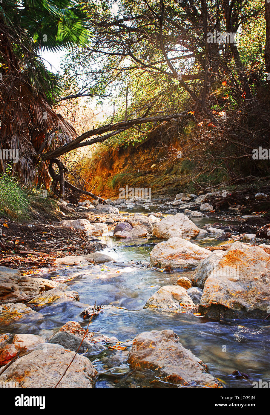 Avvolgimento roccioso in streaming in foresta con rusty arancio su rocce Foto Stock