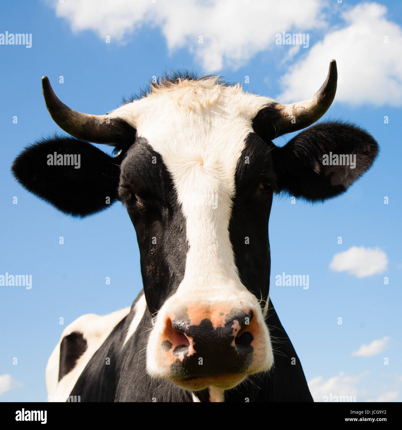 Ritratto di una mucca olandese Foto Stock