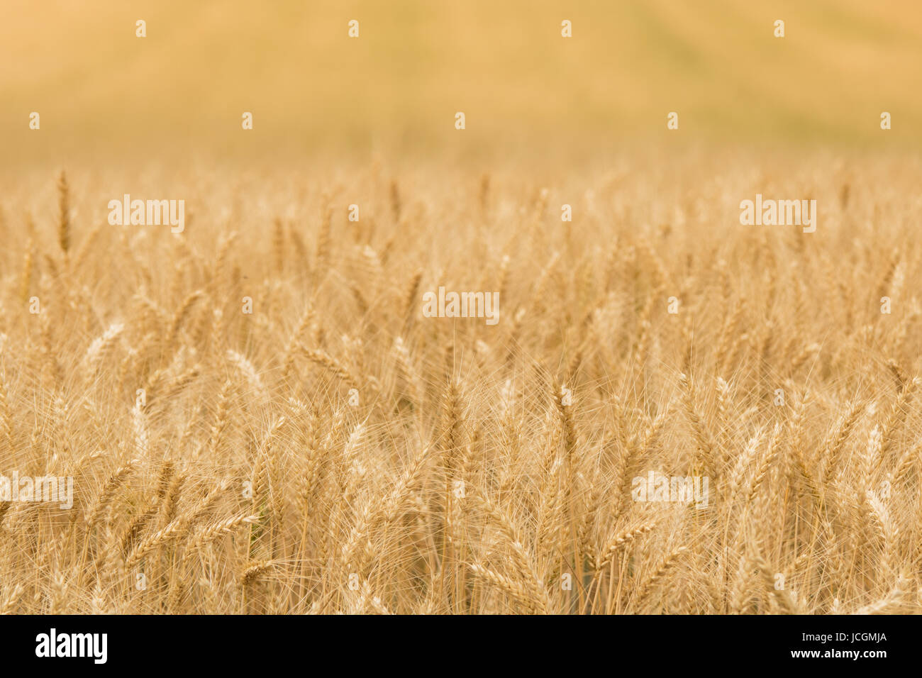 Campi di segale Foto Stock
