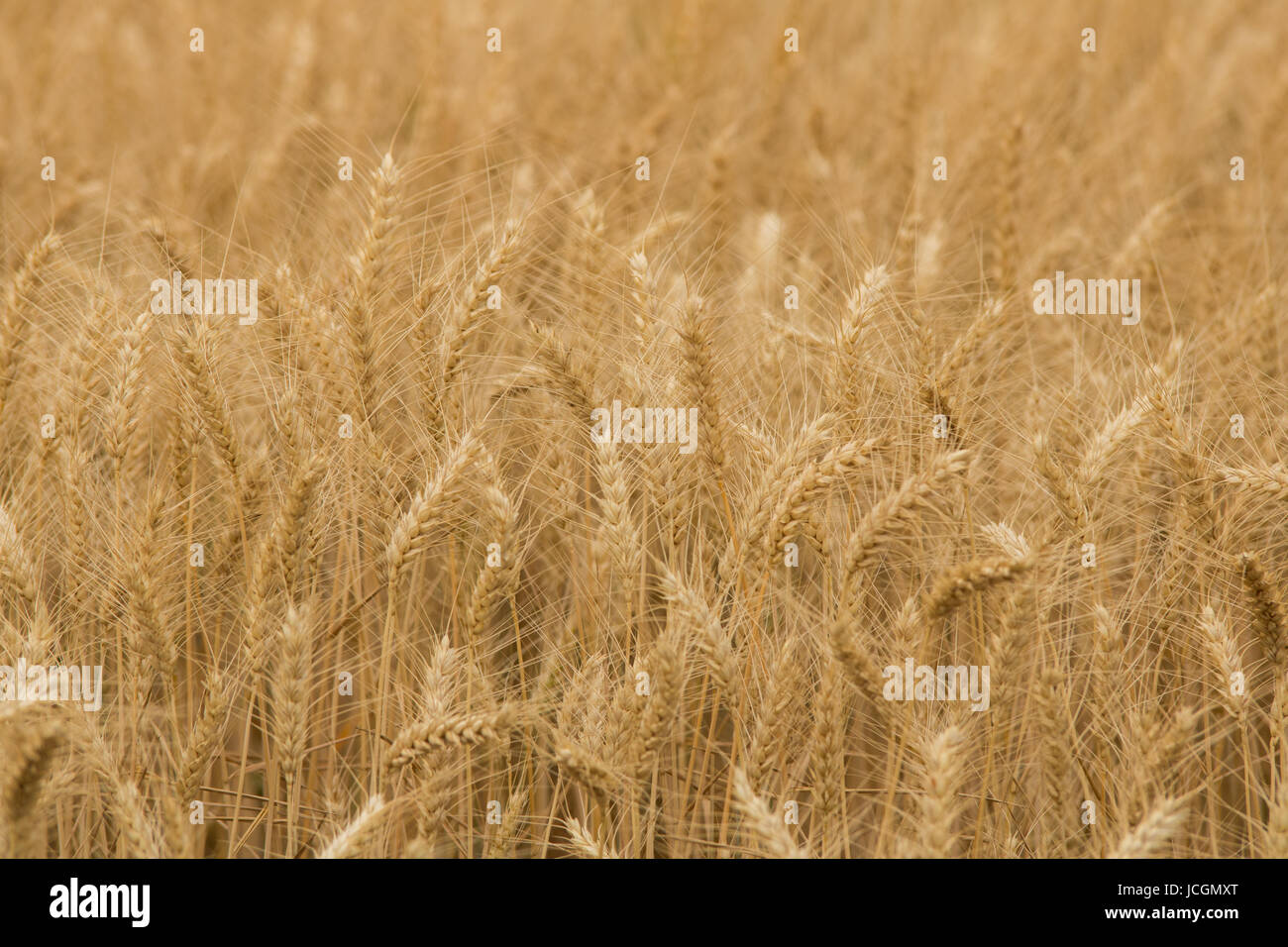 Campi di segale Foto Stock