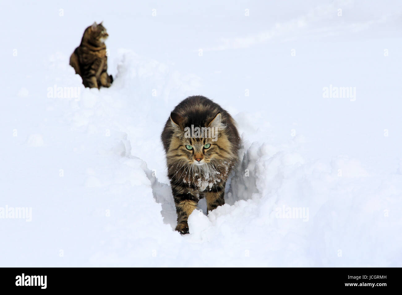 Il gatto domestico neve Foto Stock