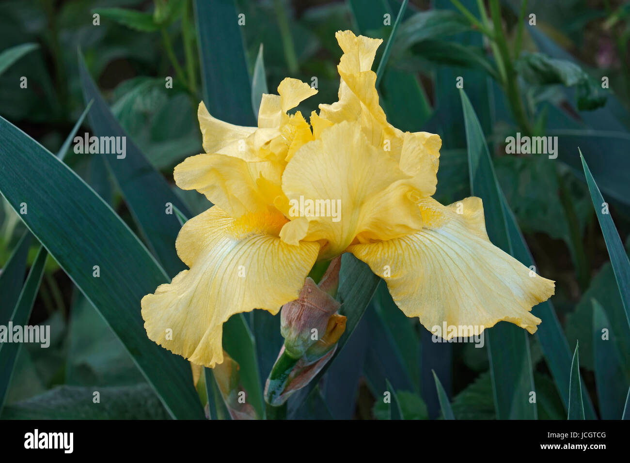 Tall barbuto tedesco (iris Iris germanica x) Foto Stock