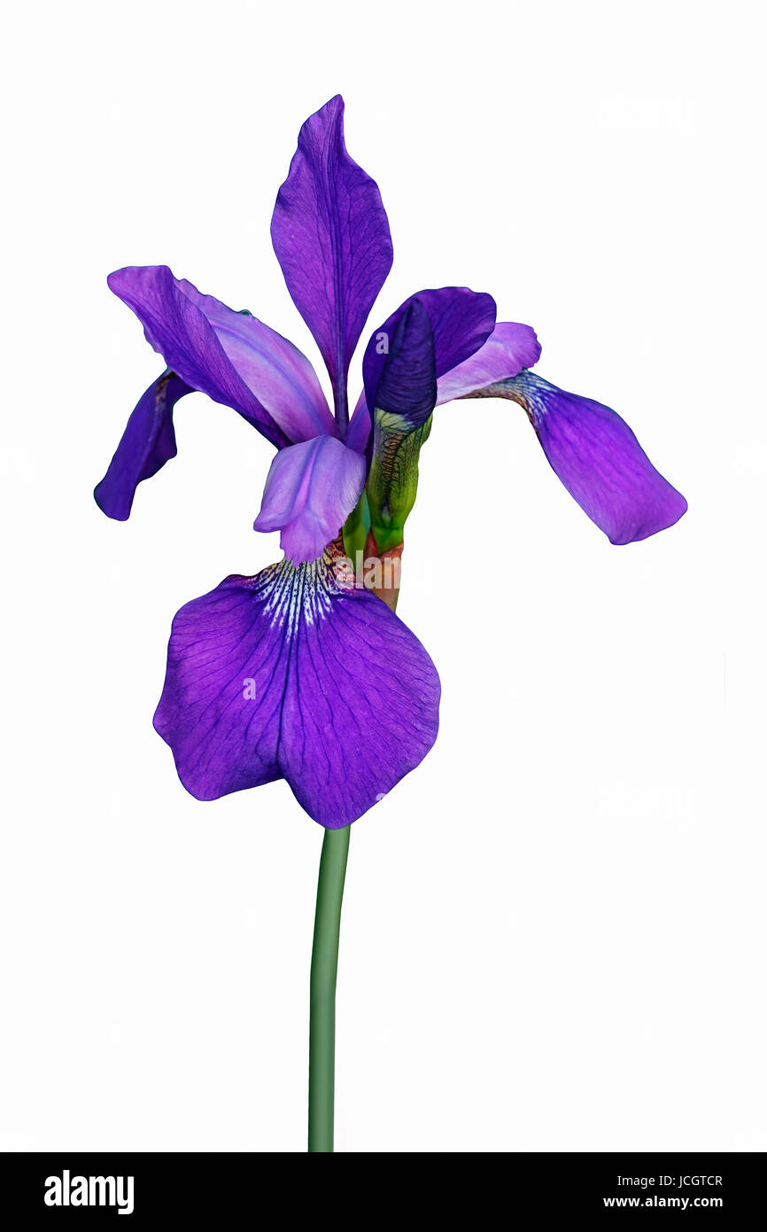 Siberian iris (Iris sibirica). Immagine del fiore isolato su sfondo bianco Foto Stock