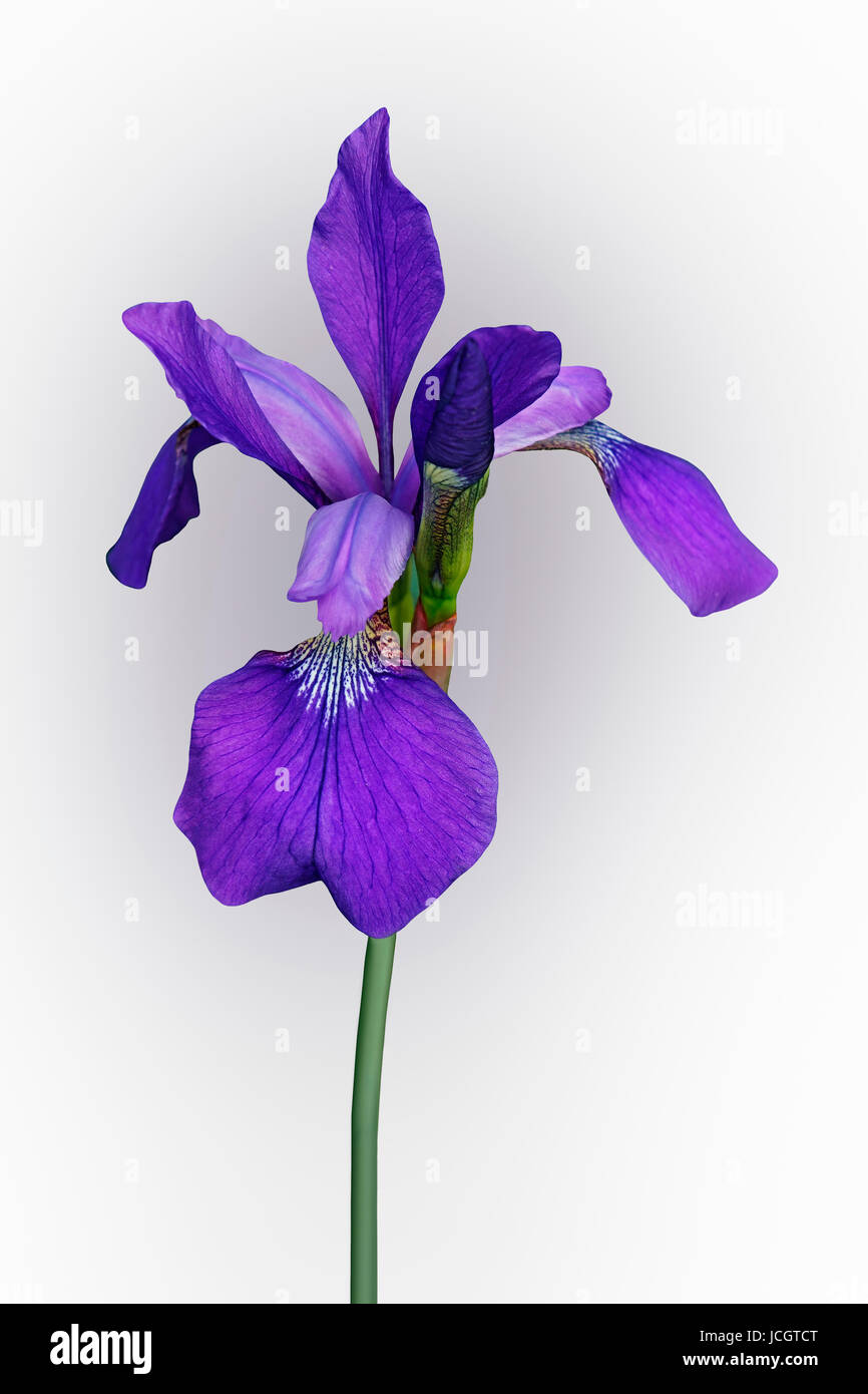 Siberian iris (Iris sibirica). Immagine del fiore isolato su sfondo bianco Foto Stock