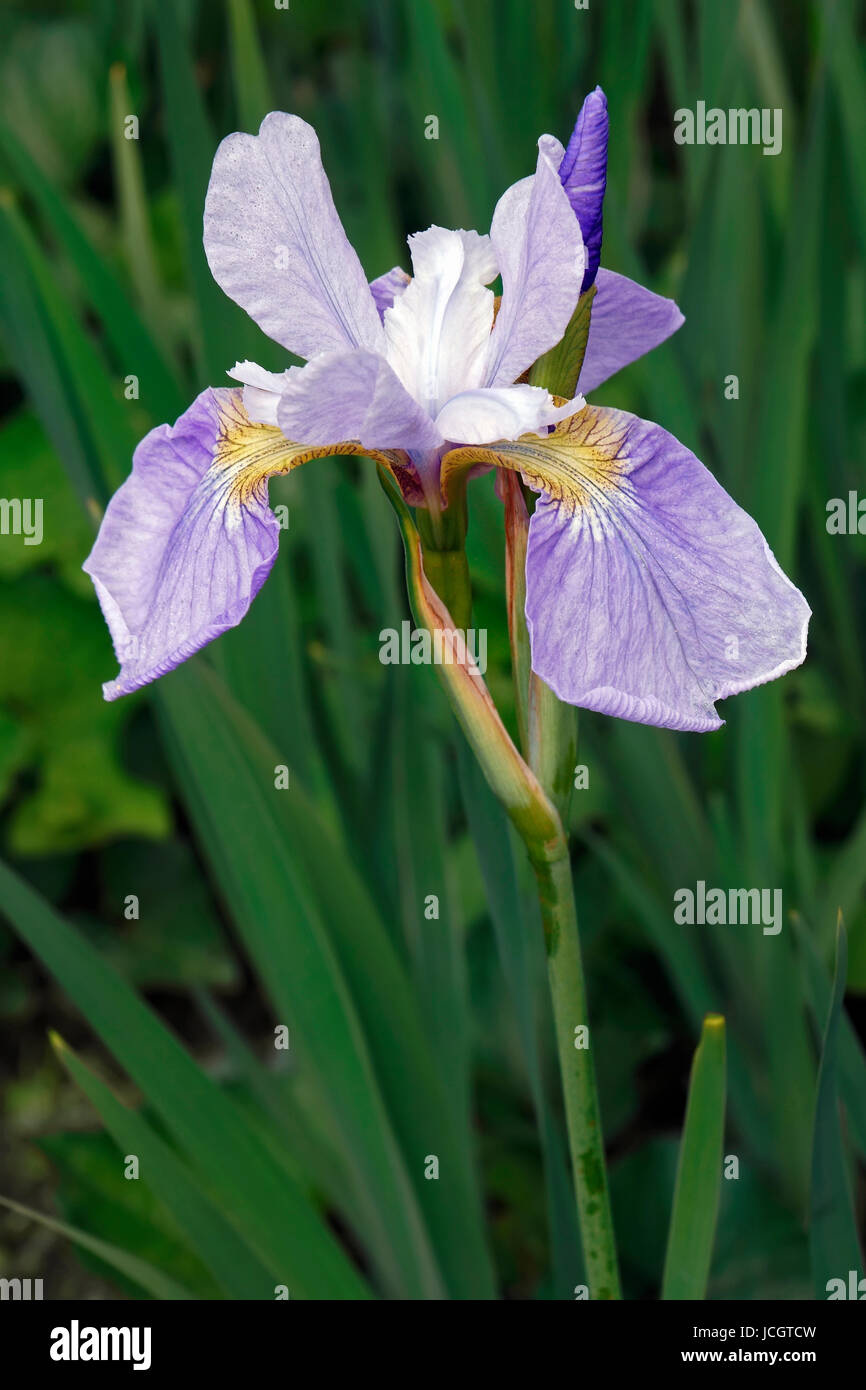 Sky Ali Siberian iris (Iris sibirica Sky Ali) Foto Stock