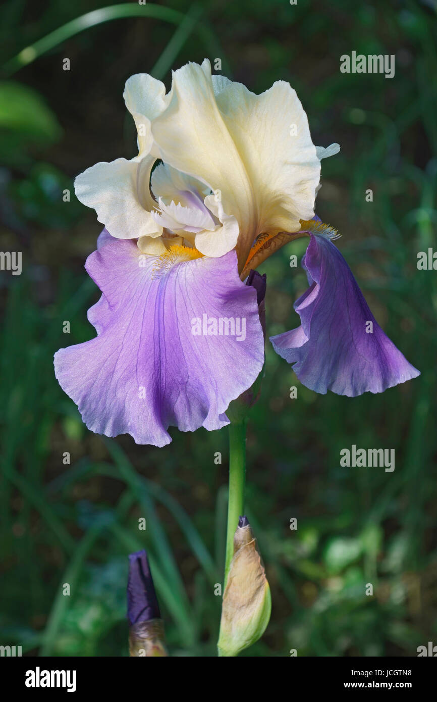 Panama si sollevano Tall Barbuto (iris Iris germanica x Panama Fling Festival) Foto Stock