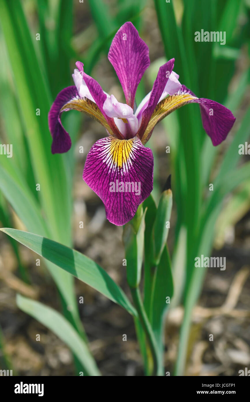 John Wood Bandiera Blu (iris Iris versicolor John Wood). Chiamato fiore di pugnale, acqua iride e fegato anche giglio Foto Stock