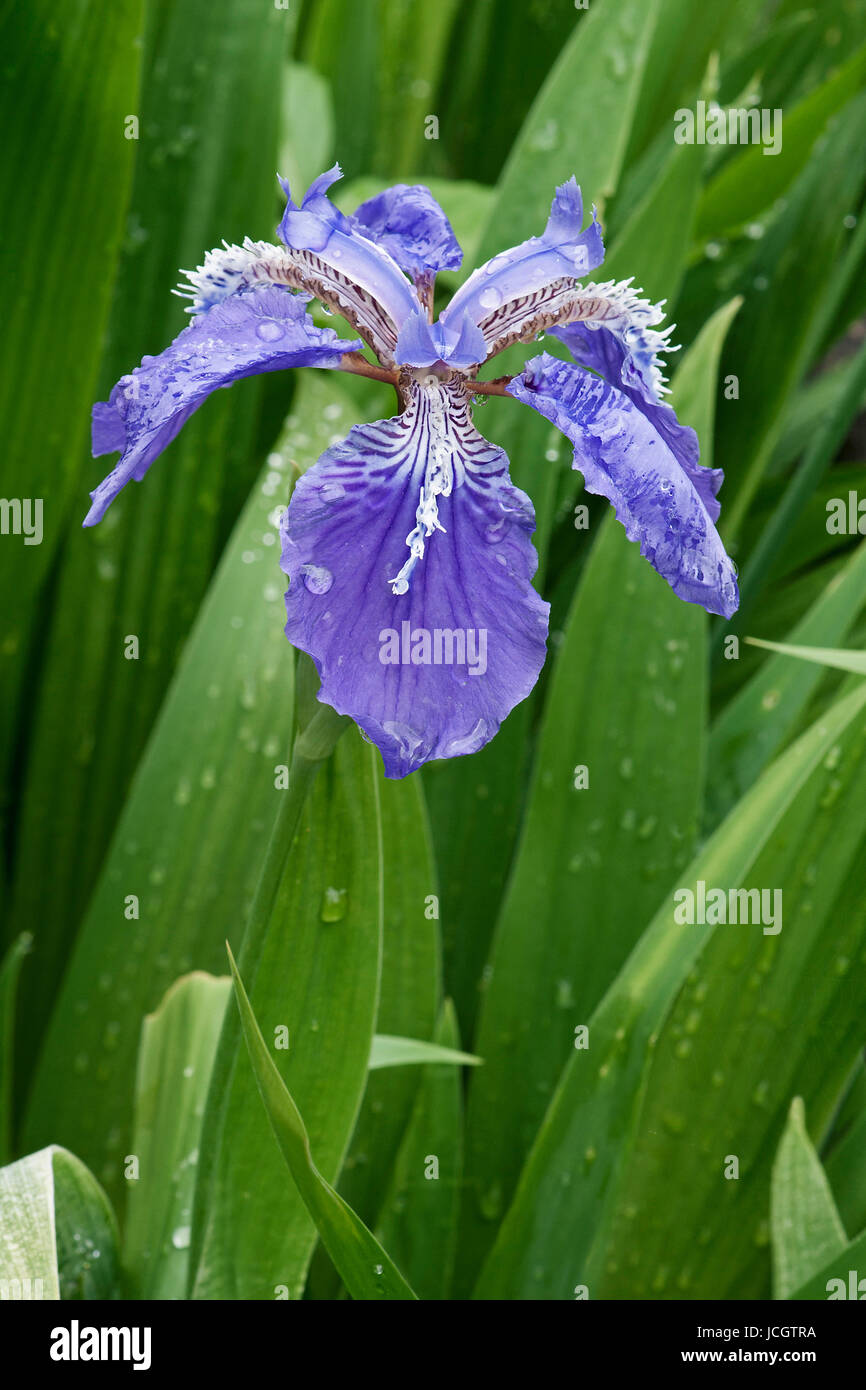 Tetto (iris Iris Copernicia). Chiamato padiglione giapponese iris e parete anche iris Foto Stock