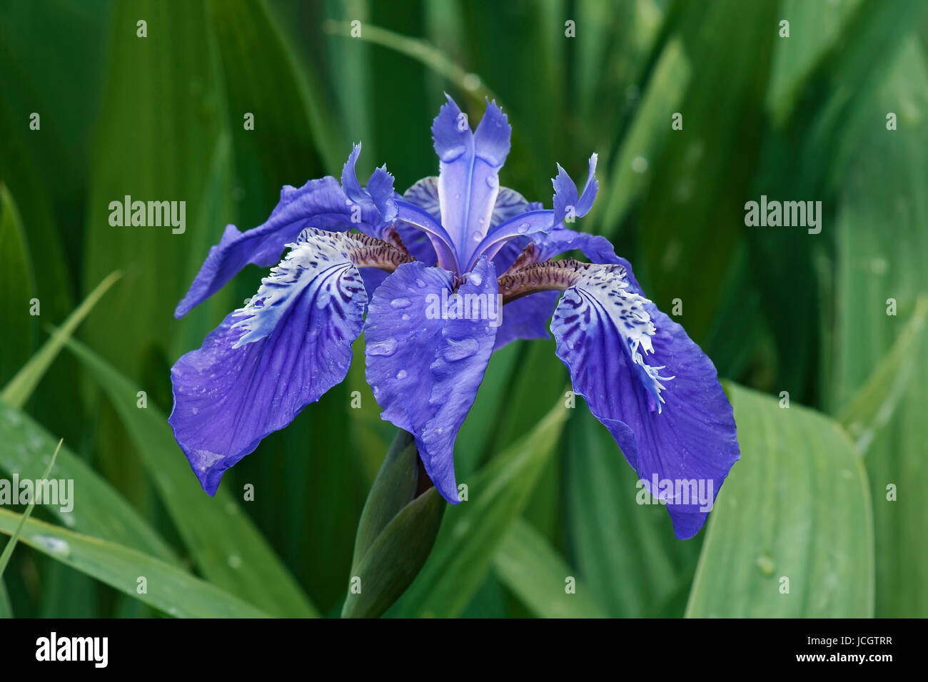 Tetto (iris Iris Copernicia). Chiamato padiglione giapponese iris e parete anche iris Foto Stock