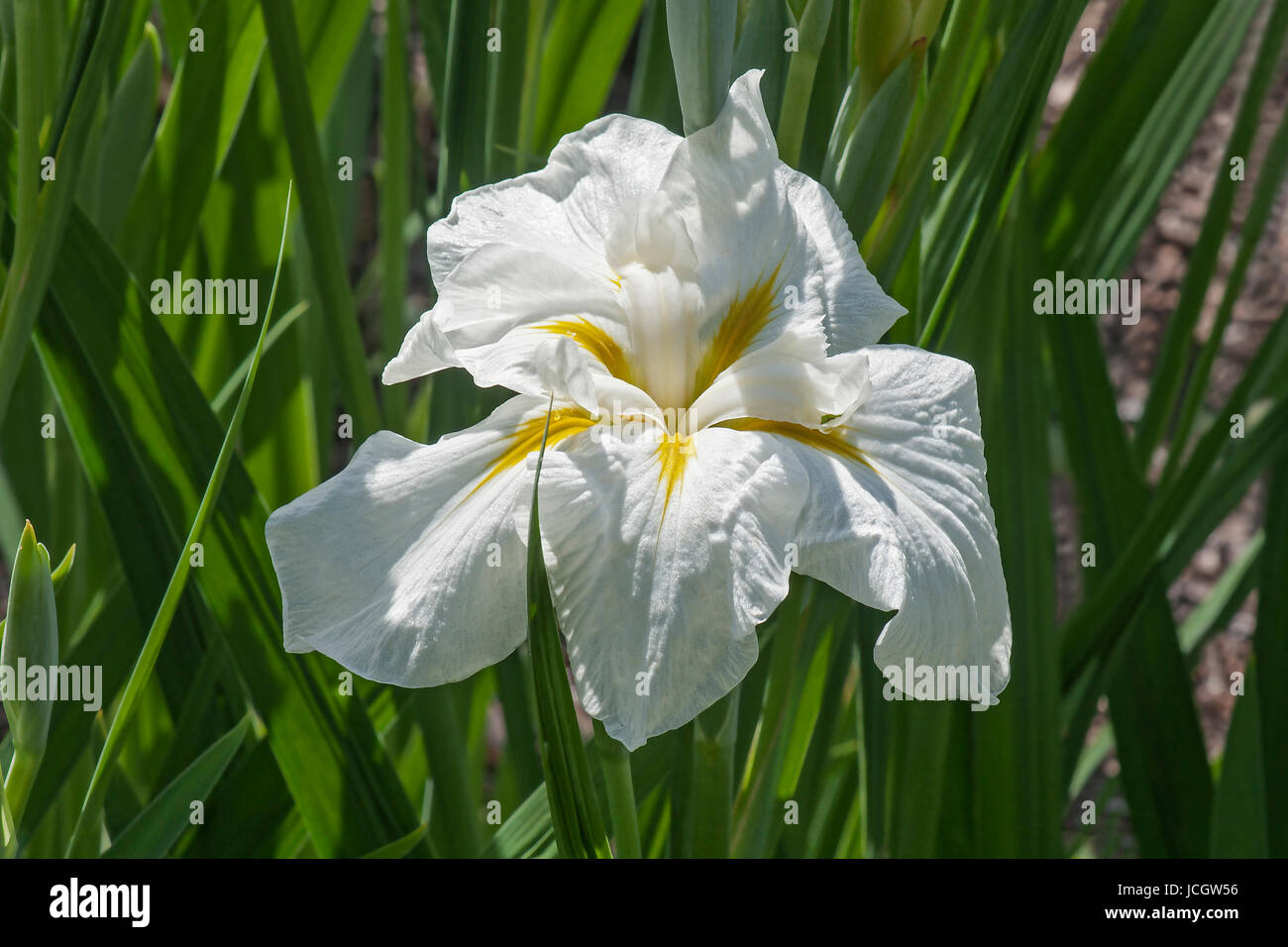 Freckled Geisha bandiera giapponese iris (Iris ensata Freckled Geisha) Foto Stock