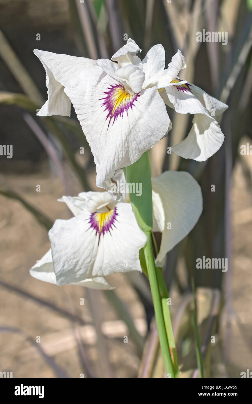Yukiyanagi Pseudata iris Iris (x pseudata Yukiyanagi) Foto Stock