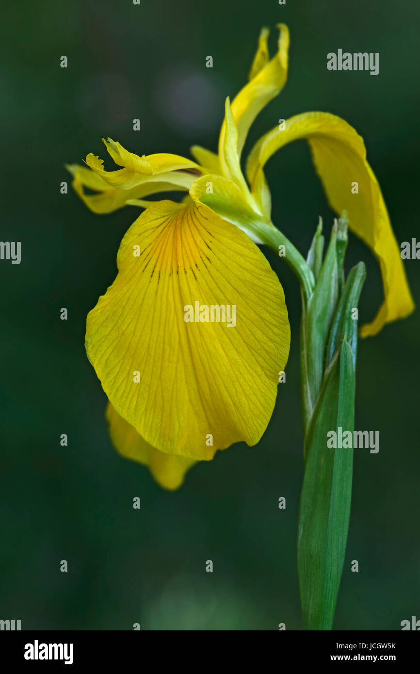 Bandiera gialla iris Foto Stock