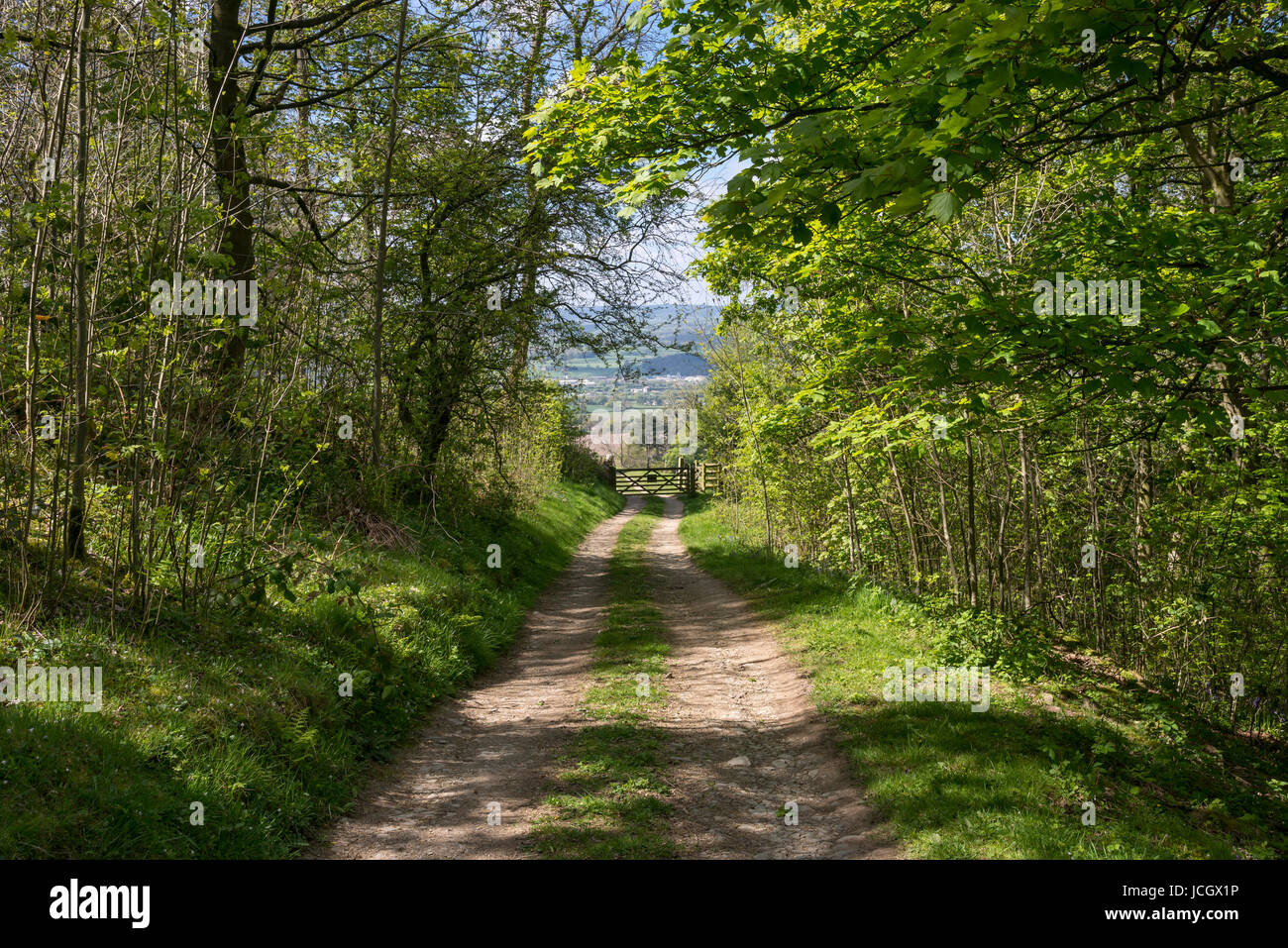 Sentiero ombreggiato attraverso Coed Ceunant, un bosco di fiducia sotto bosco Moel Famau country park, il Galles. Foto Stock