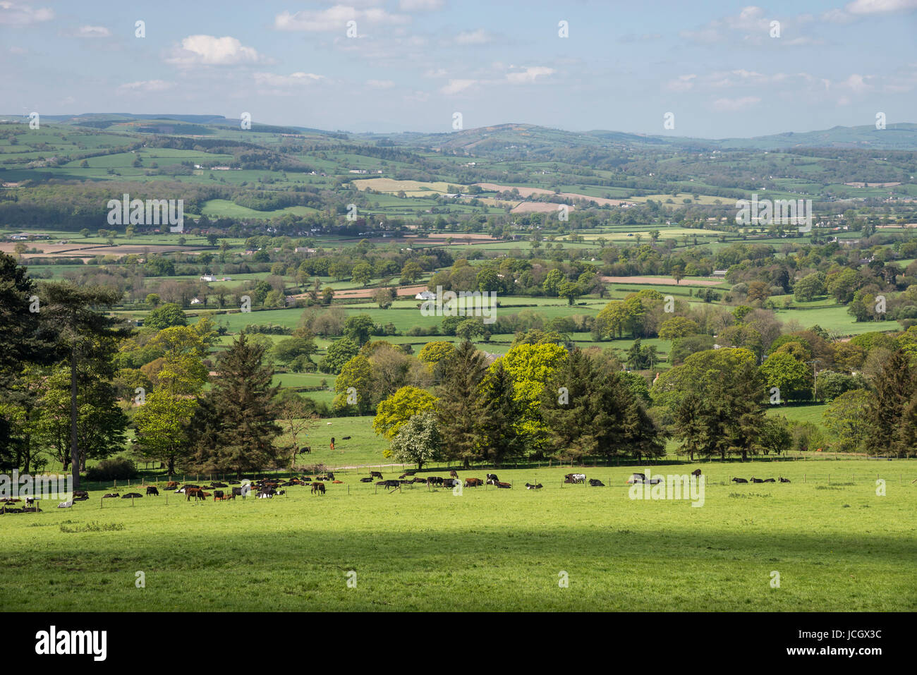 Bella e verde campagna vicino a Ruthin nella valle di Clwyd, Denbighshire, Galles. Foto Stock