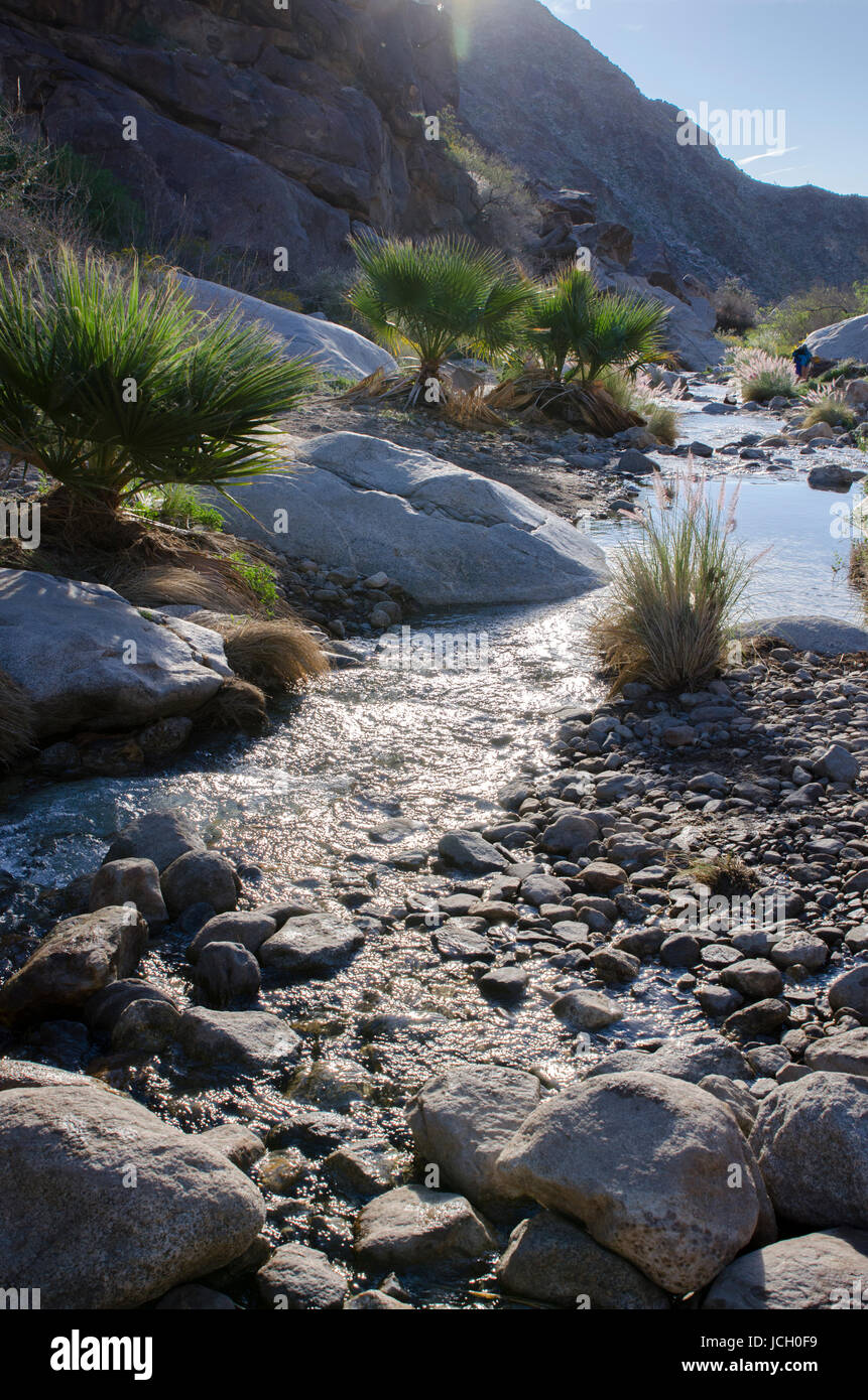 Stato Anza-Borrego Park Superbloom Primavera 2017 Foto Stock