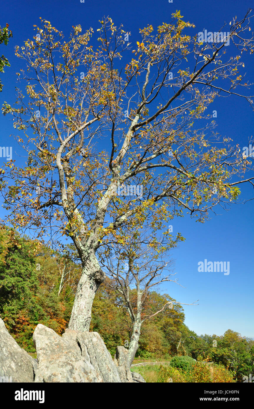 Il cambiamento di colore di autunno qui negli Stati Uniti Orientali Foto Stock